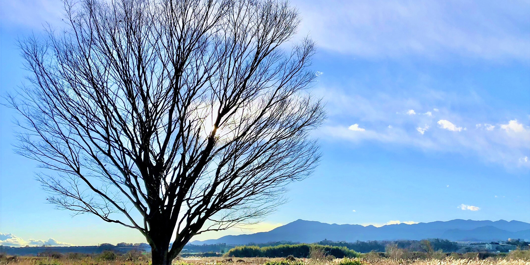 写真：一本欅（三段の滝下多目的広場）