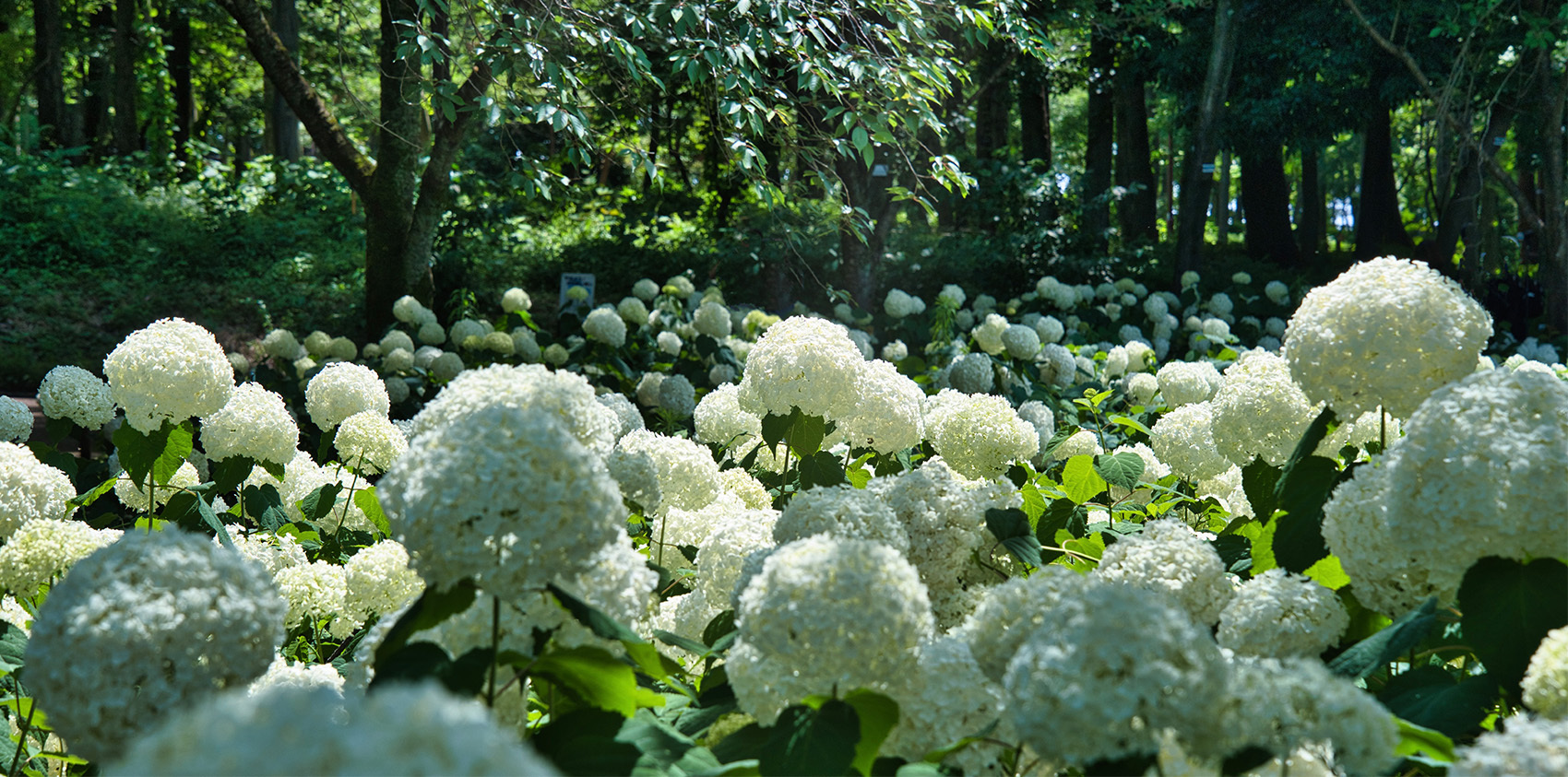 写真：アナベル（相模原北公園）