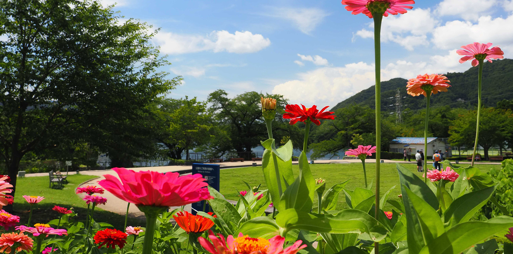 写真：百日草（津久井湖城山公園水の苑地）