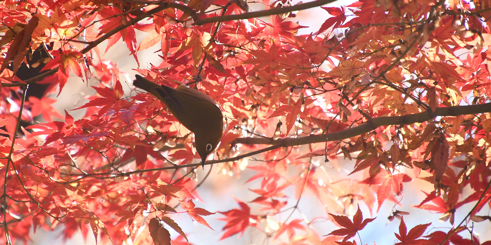 写真：モミジとメジロ（相模原公園）