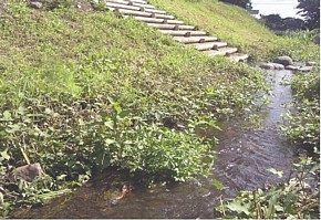 写真：道保川泉橋上流付近3