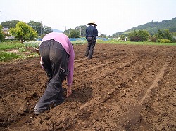 写真：種まき作業