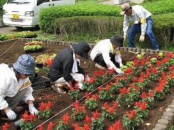 花植えの様子