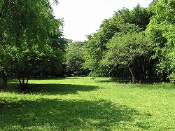 木もれびの森_芝生広場