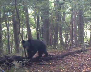 クマの画像