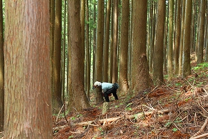 間伐の画像