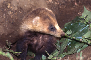 アナグマの写真