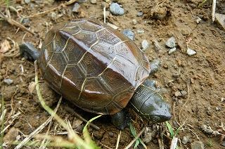 クサガメの写真