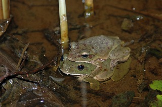 モリアオガエルの写真