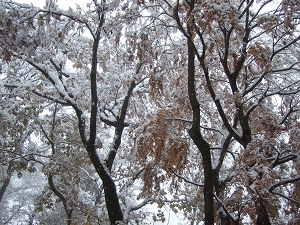 写真：紅葉に積雪