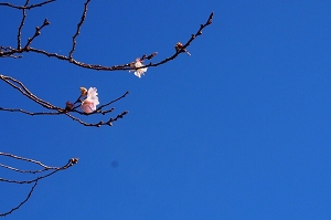 冬の桜の写真