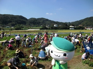 ミウルと落花生の収穫祭の写真