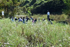 カワラノギクの花見会をしている写真