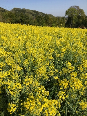 菜の花まつりの写真