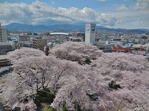 桜の写真1