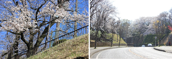 横山公園の写真