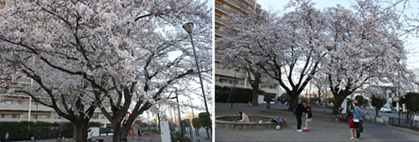 上矢部公園