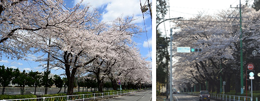 由野台中学校沿道の写真