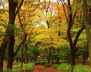 淵野辺公園の写真