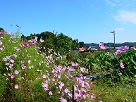 小松コスモス園（緑区川尻）の拡大写真を表示