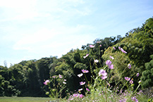 緑区川尻のコスモス（2025年9月撮影分）の拡大写真を表示