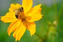 コスモスとミツバチ（相模緑地緑道）の拡大写真を表示