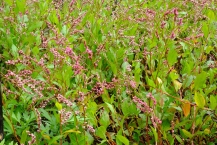 藍（城山公園）の拡大写真を表示