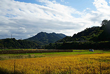 稲刈り後（内郷地区）（2025年10月撮影分）の拡大写真を表示