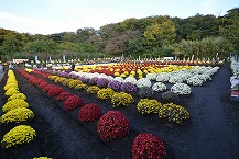 新磯ざる菊花見会(2025年11月分)の拡大写真を表示