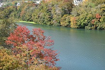 水辺の紅葉(緑区日連)(2025年11月分)の拡大写真を表示