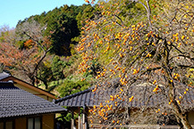 柿のある風景（城山公園）（2025年12月撮影分）の拡大写真を表示