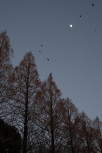 ねぐらに急ぐ（相模原公園）（2025年12月撮影分）の拡大写真を表示