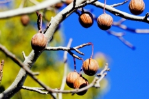 「冬芽」が日増しにふくらみ、「実」は次第に落ちていく、ハンカチの木(麻溝公園)(2026年1月撮影分)の拡大写真を表示