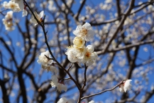 梅の蕾(相模原北公園)(2026年1月撮影分)の拡大写真を表示