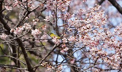 ”さくら”と”メジロ” （県立相模原公園）の拡大写真を表示