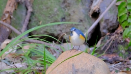 ルリビタキどうしたのかな（道保川公園）の拡大写真を表示