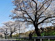 新磯の桜並木の拡大写真を表示