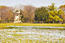 県立相模原公園のネモフィラの拡大写真を表示