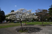 ハナミズキ（相模大野中央公園）の拡大写真を表示