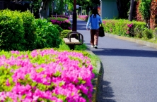 つつじとみどりが続く相模緑道緑地（南区旭町付近）の拡大写真を表示