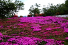 芝桜（やまなみ公園）の拡大写真を表示