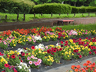 ペチュニア（県立相模原公園）（2024年5月撮影分）の拡大写真を表示