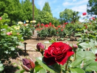 晴天の北公園に咲く薔薇の花（相模原北公園）の拡大写真を表示