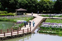 ハナショウブ（県立相模原公園）（2023年6月撮影分）の拡大写真を表示