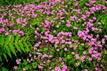 カタバミの花（津久井レークタウン）の拡大写真を表示