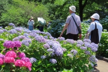 アジサイの中の散策（相模原北公園アジサイ園）の拡大写真を表示