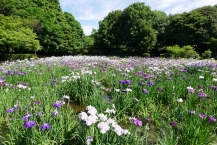 ハナショウブ（県立相模原公園）の拡大写真を表示