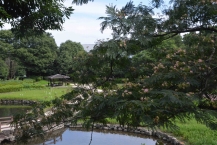 ネムノキ（県立相模原公園）の拡大写真を表示