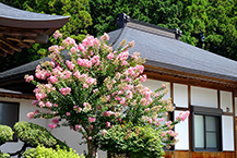 功雲寺の百日紅（2025年8月撮影分）の拡大写真を表示