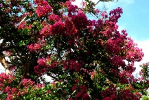 百日紅の花（津久井レークタウン）の拡大写真を表示